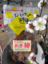 あま梅